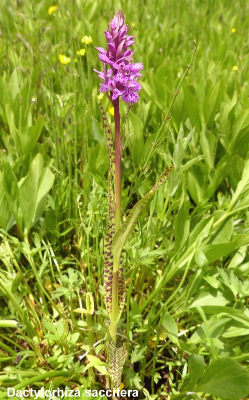 Una giornata tra le orchidee da Villetta Barrea a Scanno - 16 giugno 2021